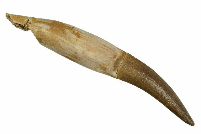 Fossil Plesiosaur (Zarafasaura) Tooth With Root #344872